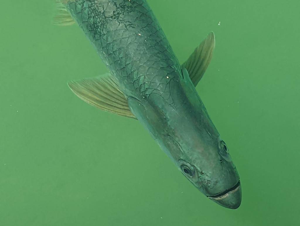 Tarpon atlantik (inaturalist.org/Kyle Dettloff)